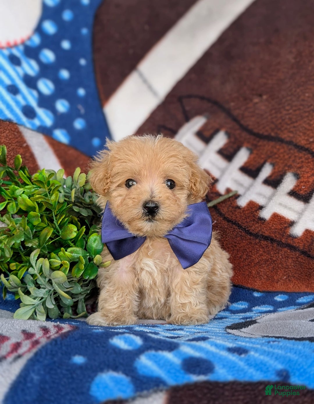 Maltipoo dogs for sale: Julian 7 Lbs Full Grown - Image 2