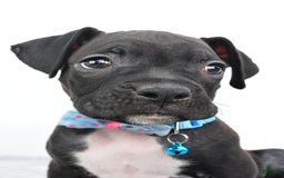 Boxer dogs for sale: Rexton - Image 5