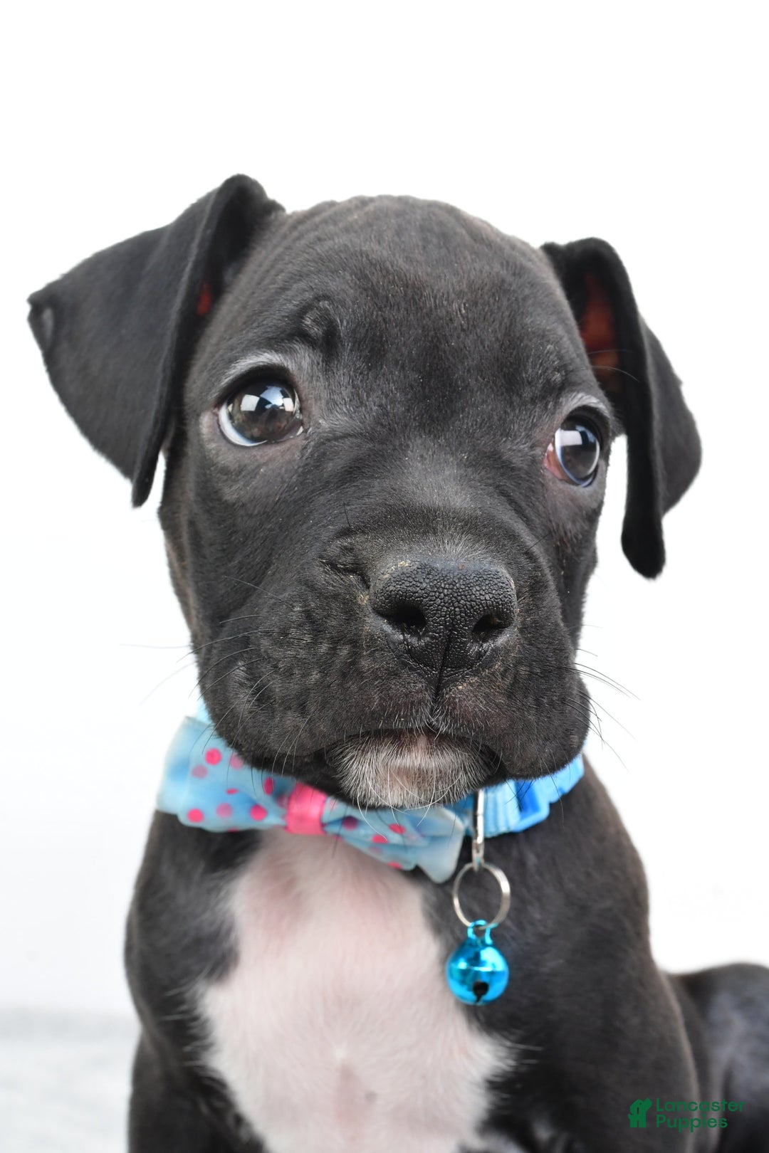 Boxer dogs for sale: Rexton - Image 5