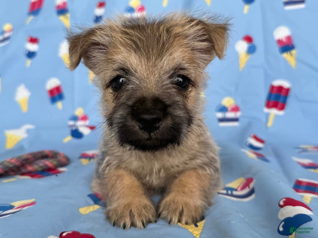 Cairn Terrier dogs for sale: Jay - Image 2