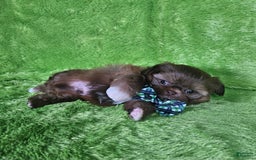 Shih Tzu dogs for sale: Bear - Image 9