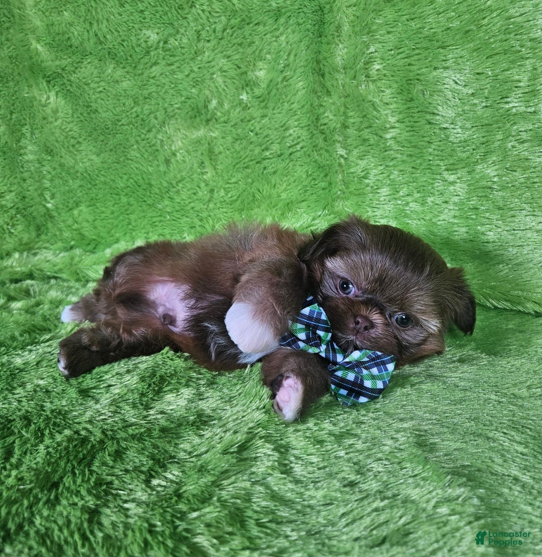 Shih Tzu dogs for sale: Bear - Image 9
