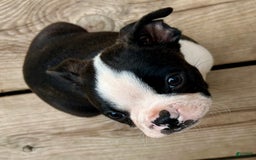 Boston Terrier dogs for sale: Chub - Image 1