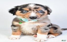 Miniature Australian Shepherd dogs for sale: Skylar - Image 2