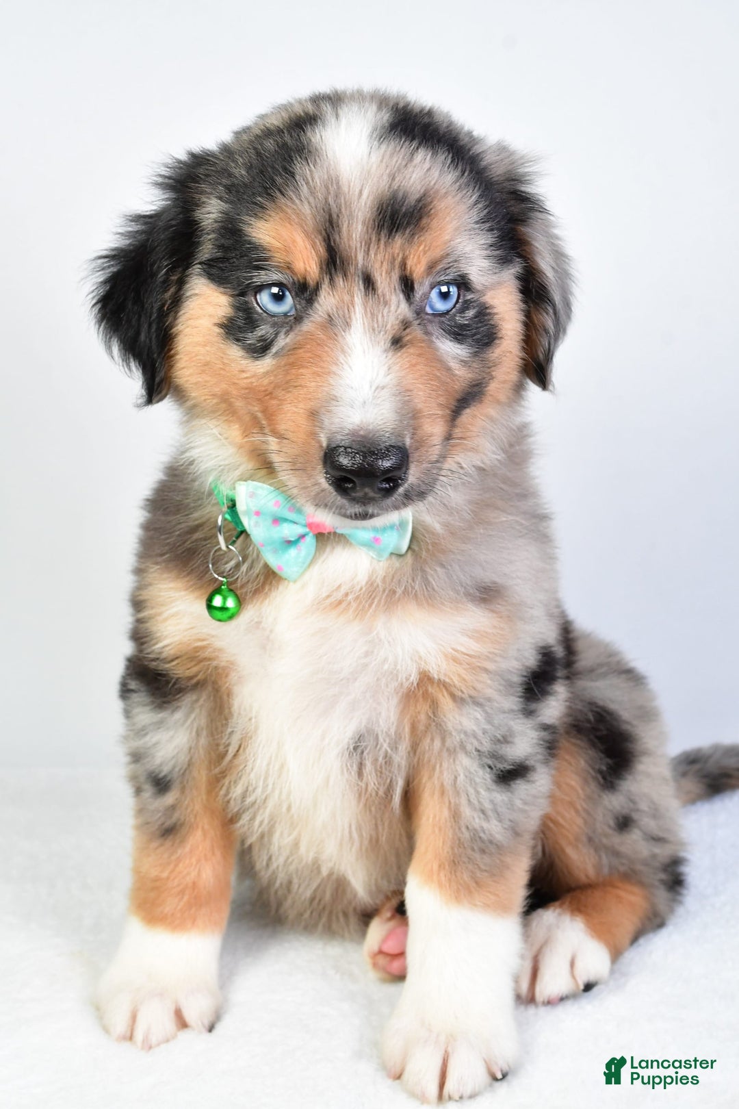 Miniature Australian Shepherd dogs for sale: Skylar - Image 2