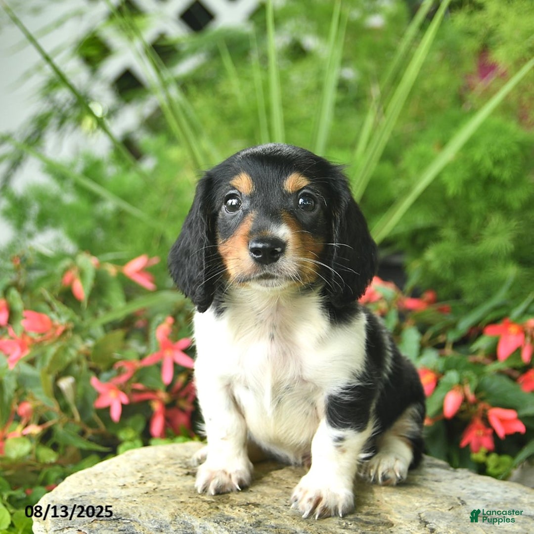 Dachshund dogs for sale: Leo - Image 2