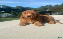 Mini Goldendoodle dogs for sale: Duke - Image 12