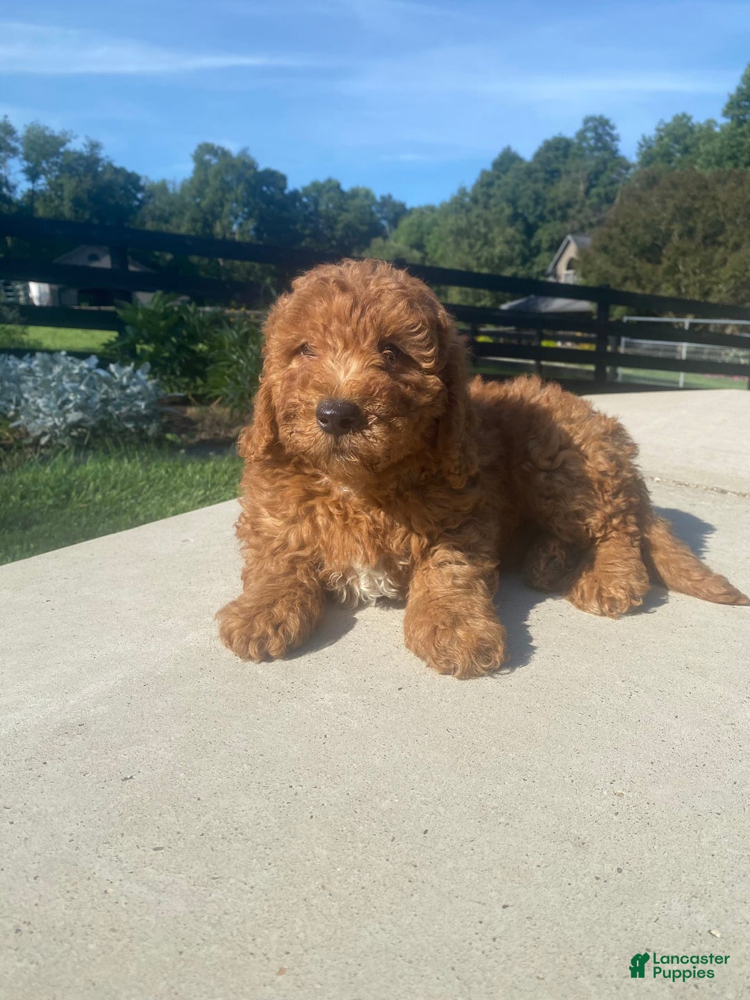 Mini Goldendoodle dogs for sale: Duke - Image 12