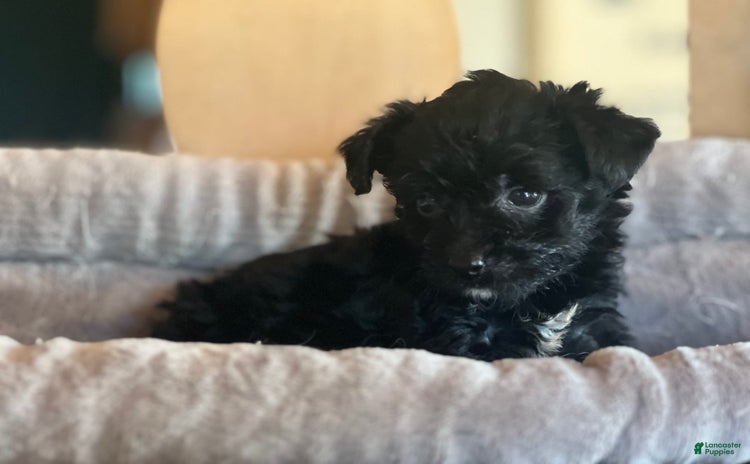 Bernedoodle dogs for sale - Ad 1