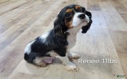 Cavapoo dogs for sale: Ted - Image 6