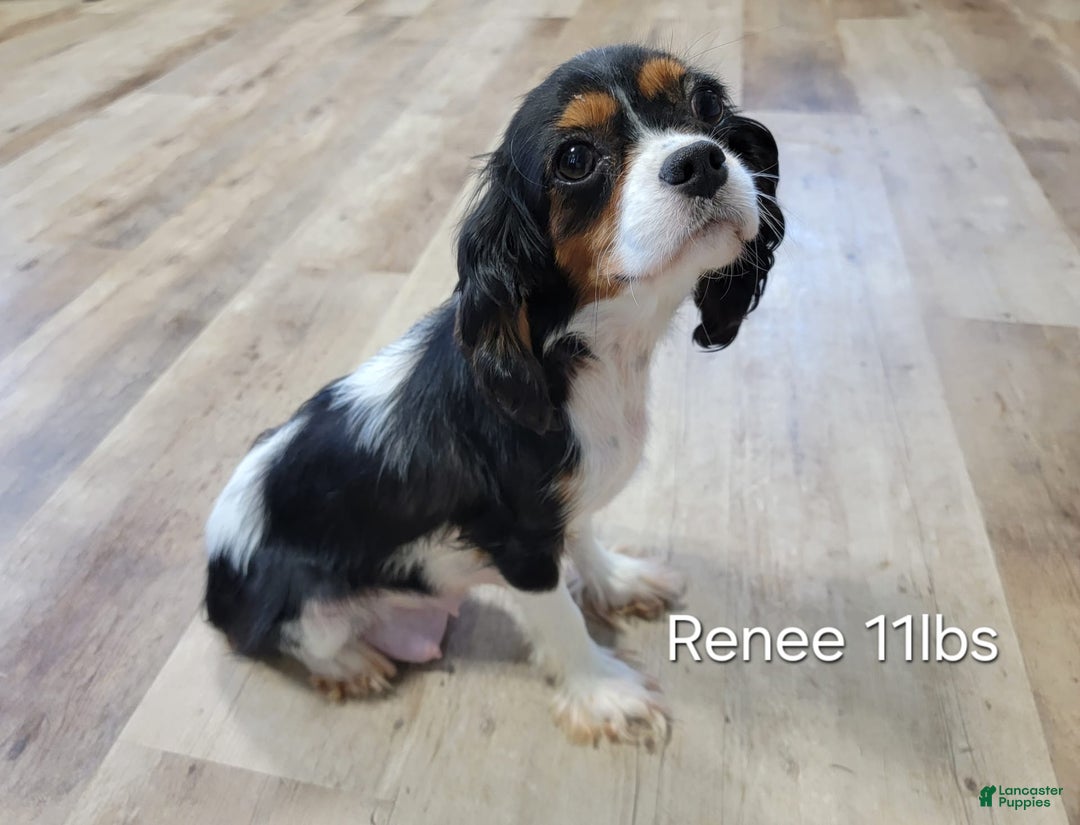 Cavapoo dogs for sale: Ted - Image 6