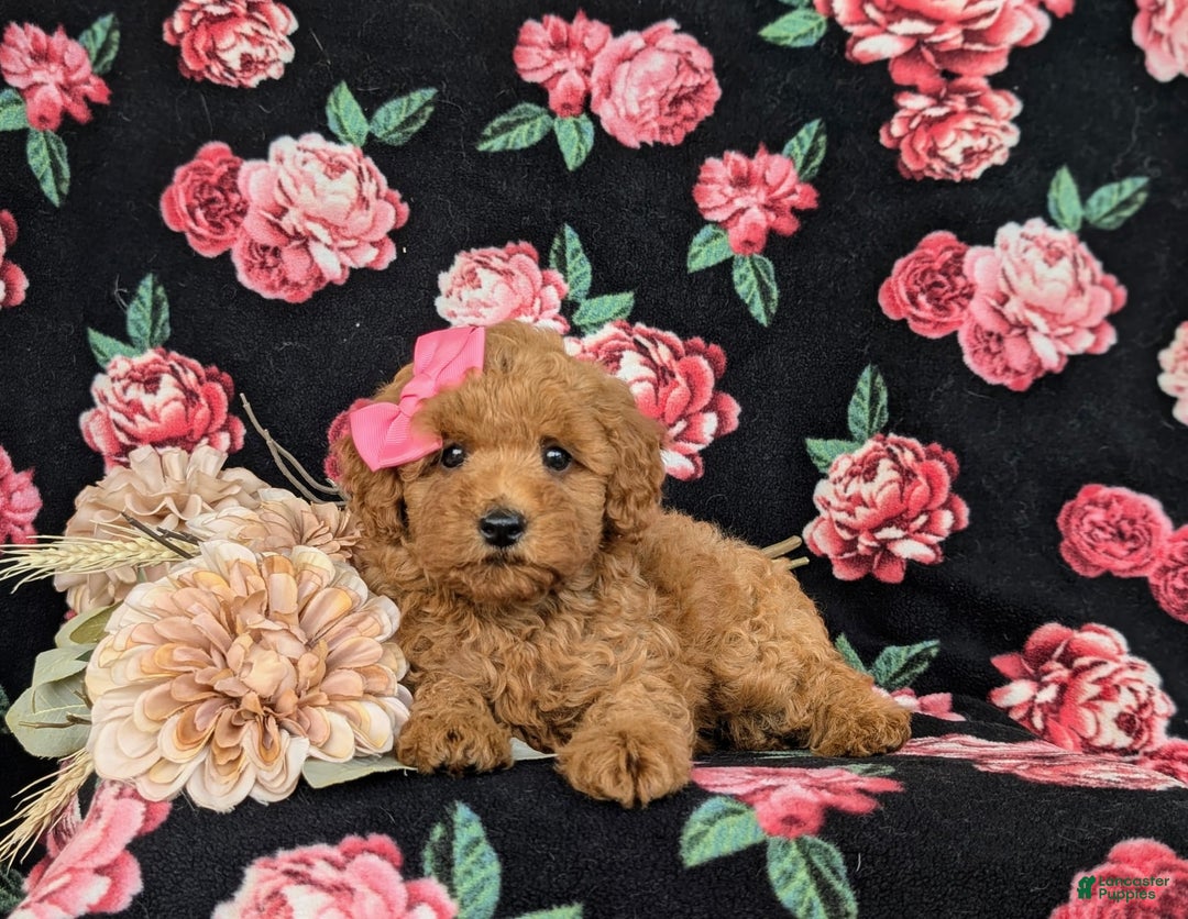 Bichpoo dogs for sale: Jessie - Image 3