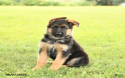 German Shepherd dogs for sale: Dawn - Image 1