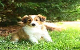 Shetland Sheepdog dogs for sale: Lady - Image 1
