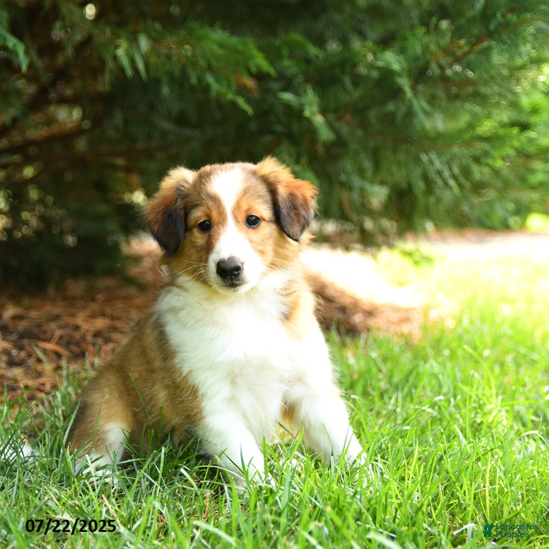 Shetland Sheepdog dogs for sale: Lady - Image 1