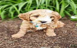 Miniature Poodle dogs for sale: Dexter - Image 2