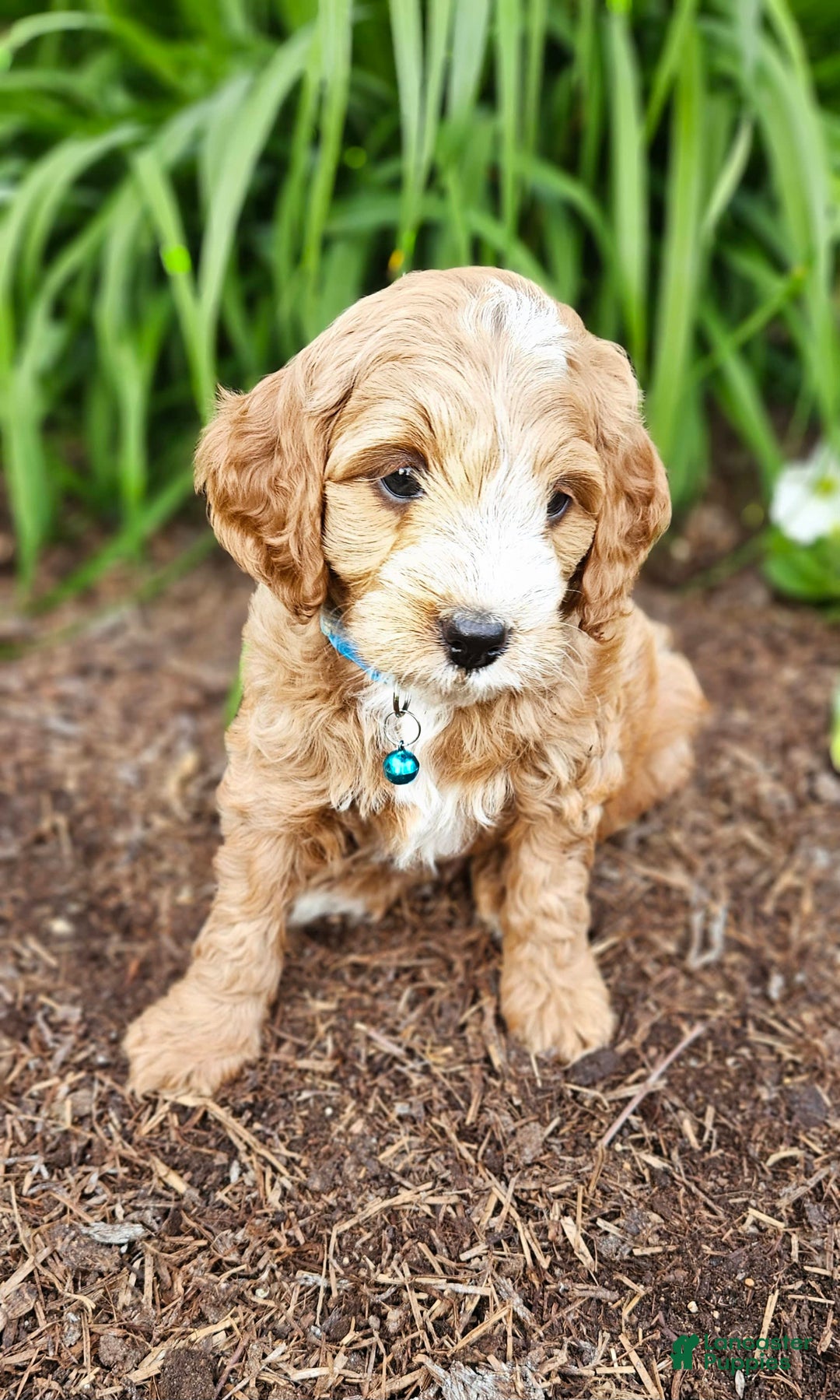 Miniature Poodle dogs for sale: Dexter - Image 2