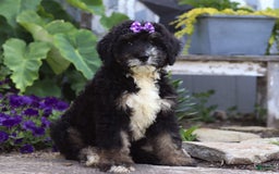 Bernedoodle dogs for sale: Charlotte - Image 1