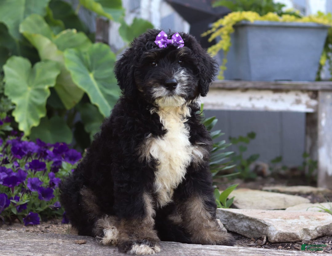 Bernedoodle dogs for sale: Charlotte - Image 1