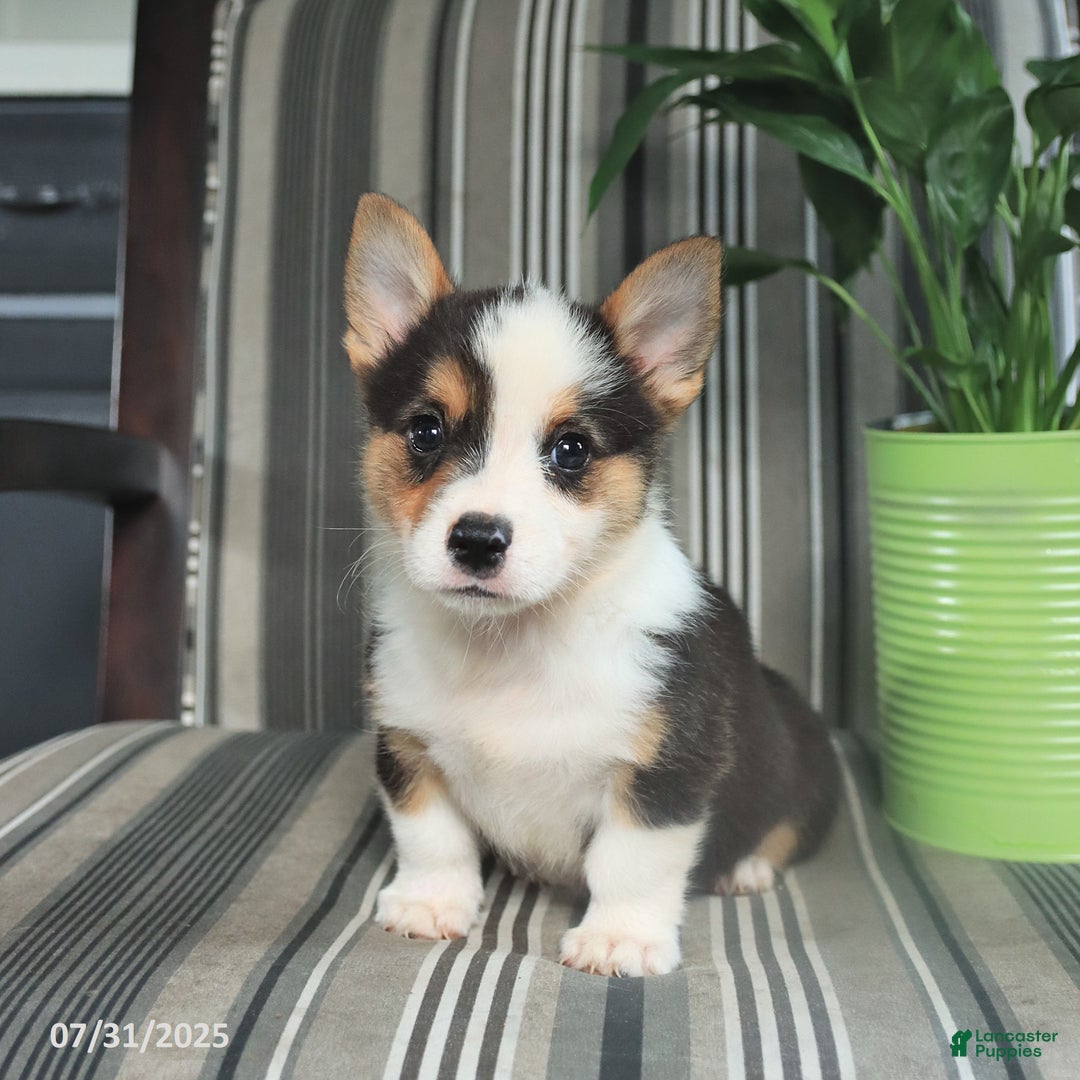 Welsh Corgi Pembroke dogs for sale: Titus - Image 4