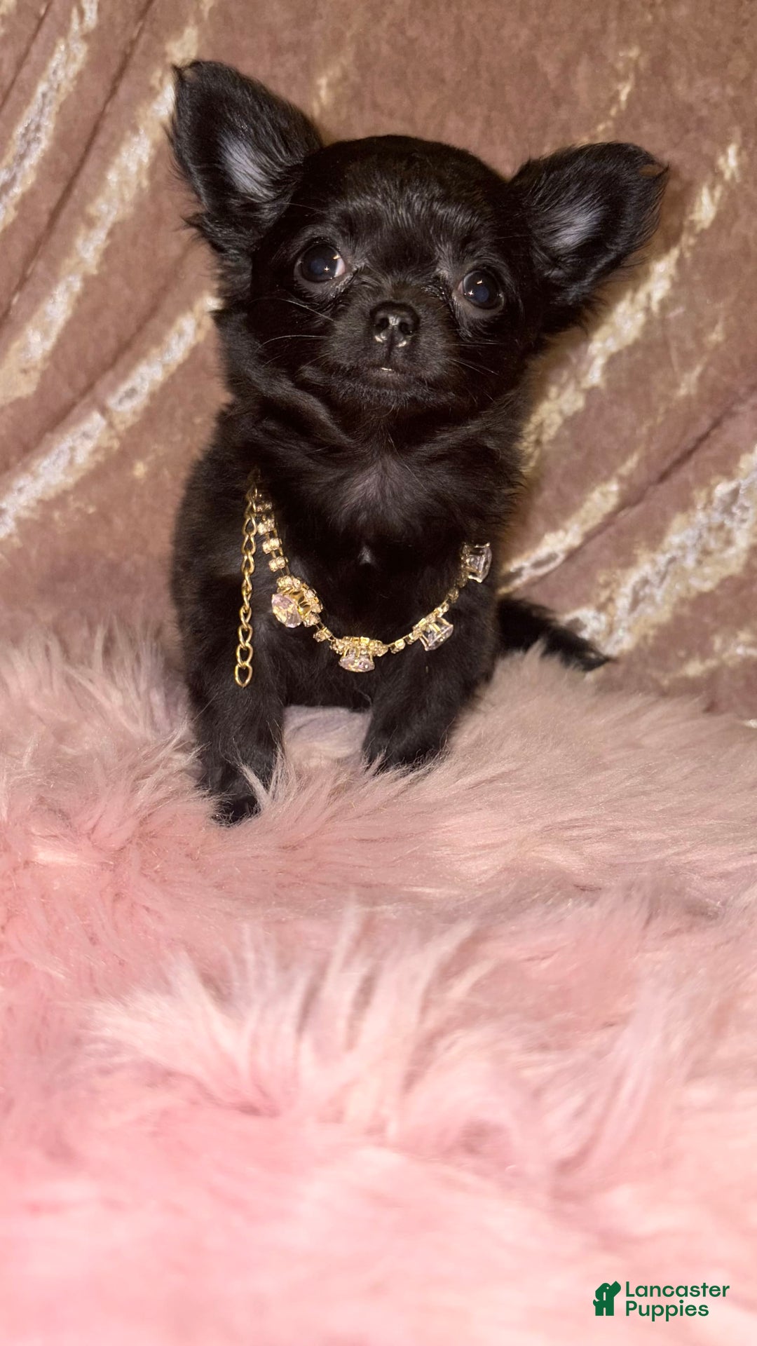 Chihuahua dogs for sale: Tiny Long Coat Female - Image 1