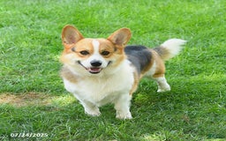 Welsh Corgi Pembroke dogs for sale: Tulip - Image 7