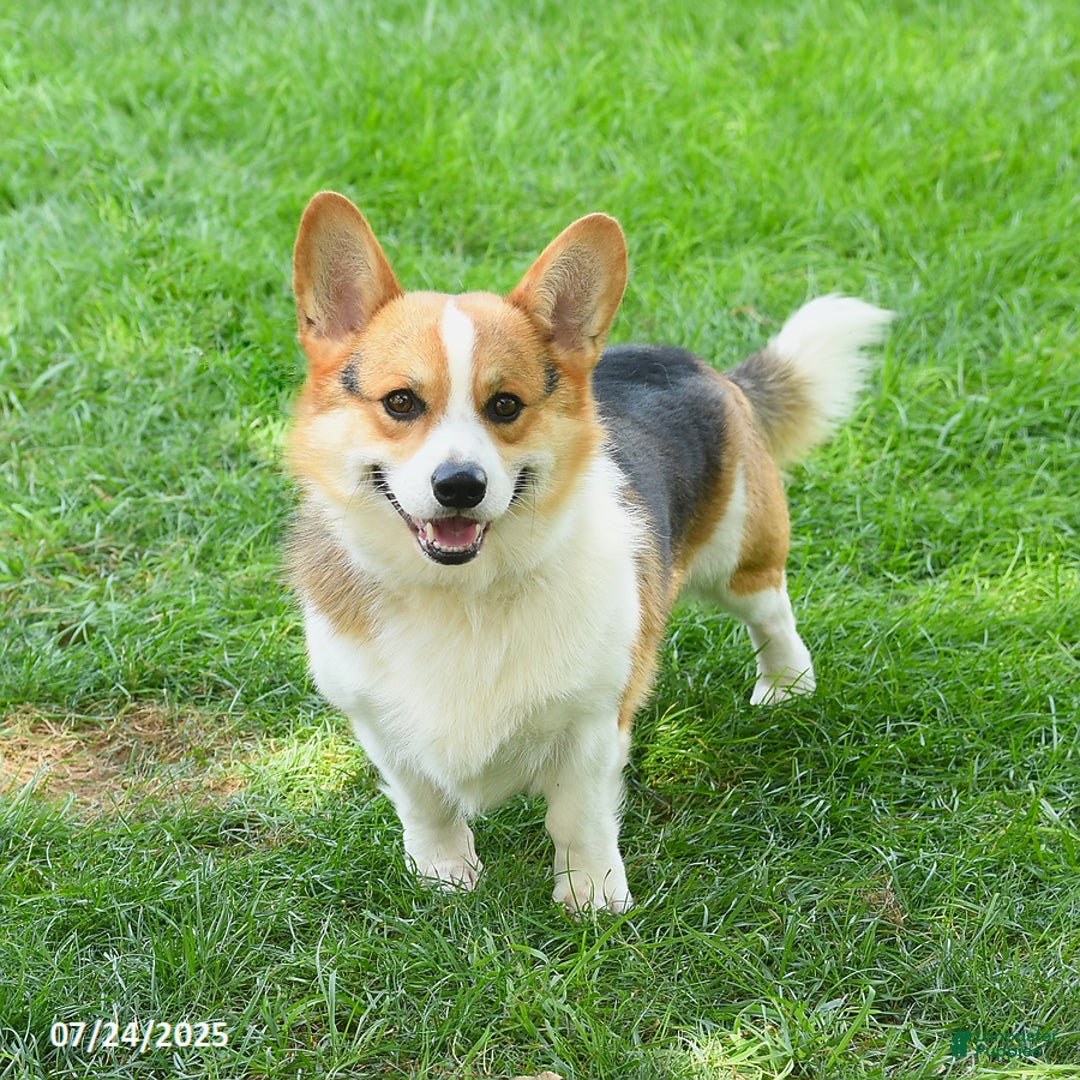 Welsh Corgi Pembroke dogs for sale: Tulip - Image 7