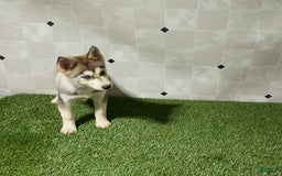 Siberian Husky dogs for sale: Lady - Image 6