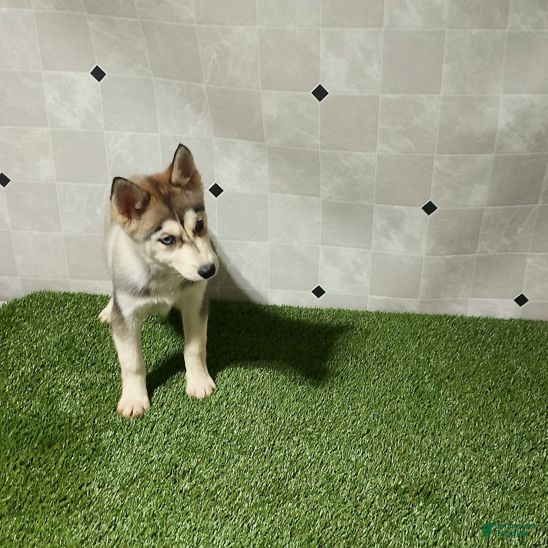 Siberian Husky dogs for sale: Lady - Image 6
