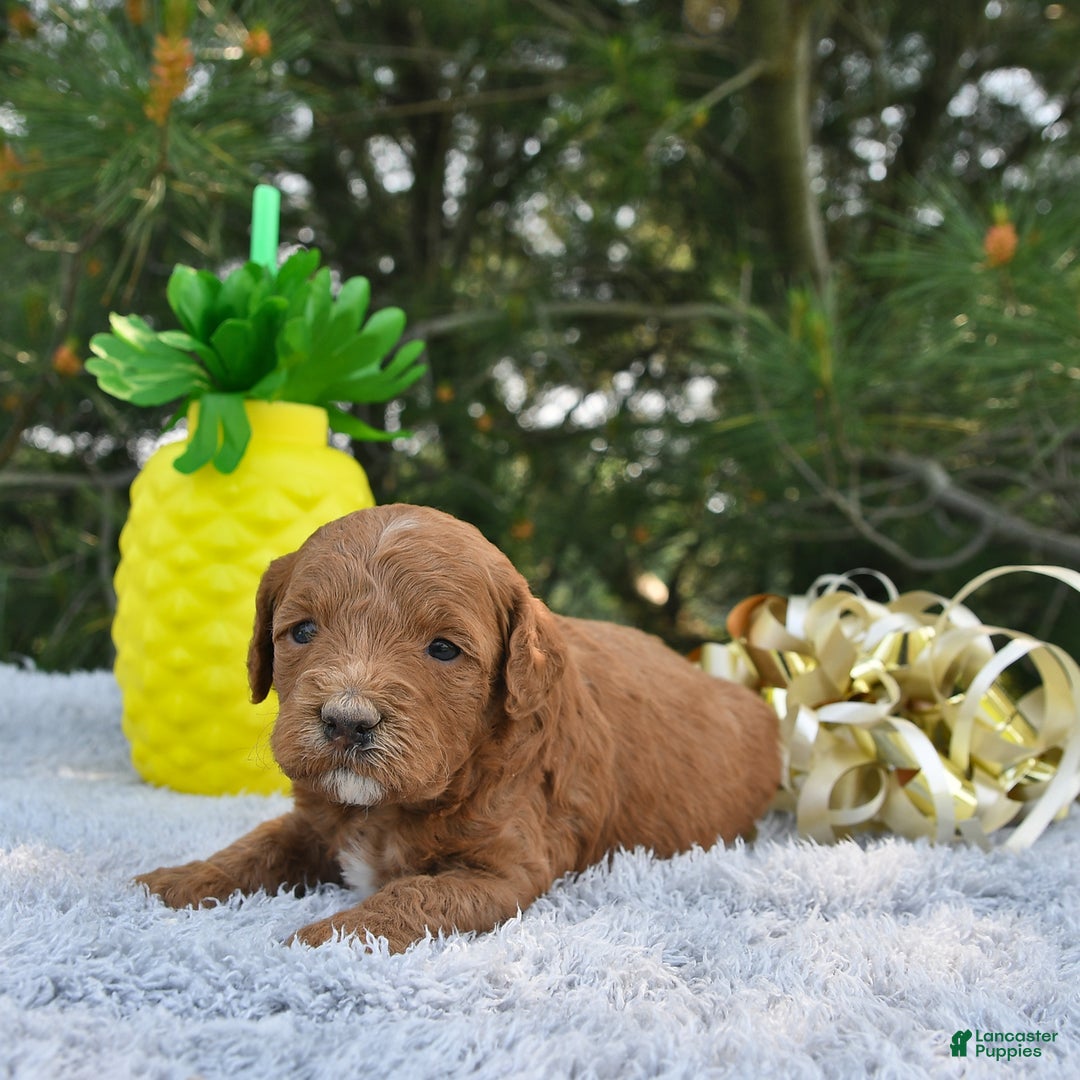 Mini Goldendoodle dogs for sale: Emily - Image 24