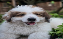 Mini Bernedoodle dogs for sale: Bubba - Image 11