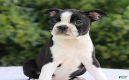 Boston Terrier dogs for sale: Angie - Image 2