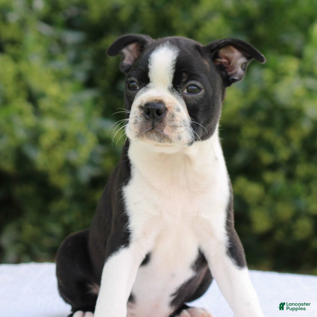 Boston Terrier dogs for sale: Angie - Image 2