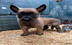 Belgian Malinois dogs for sale: Major - Image 4
