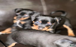 Miniature Pinscher dogs for sale: Coal - Image 9