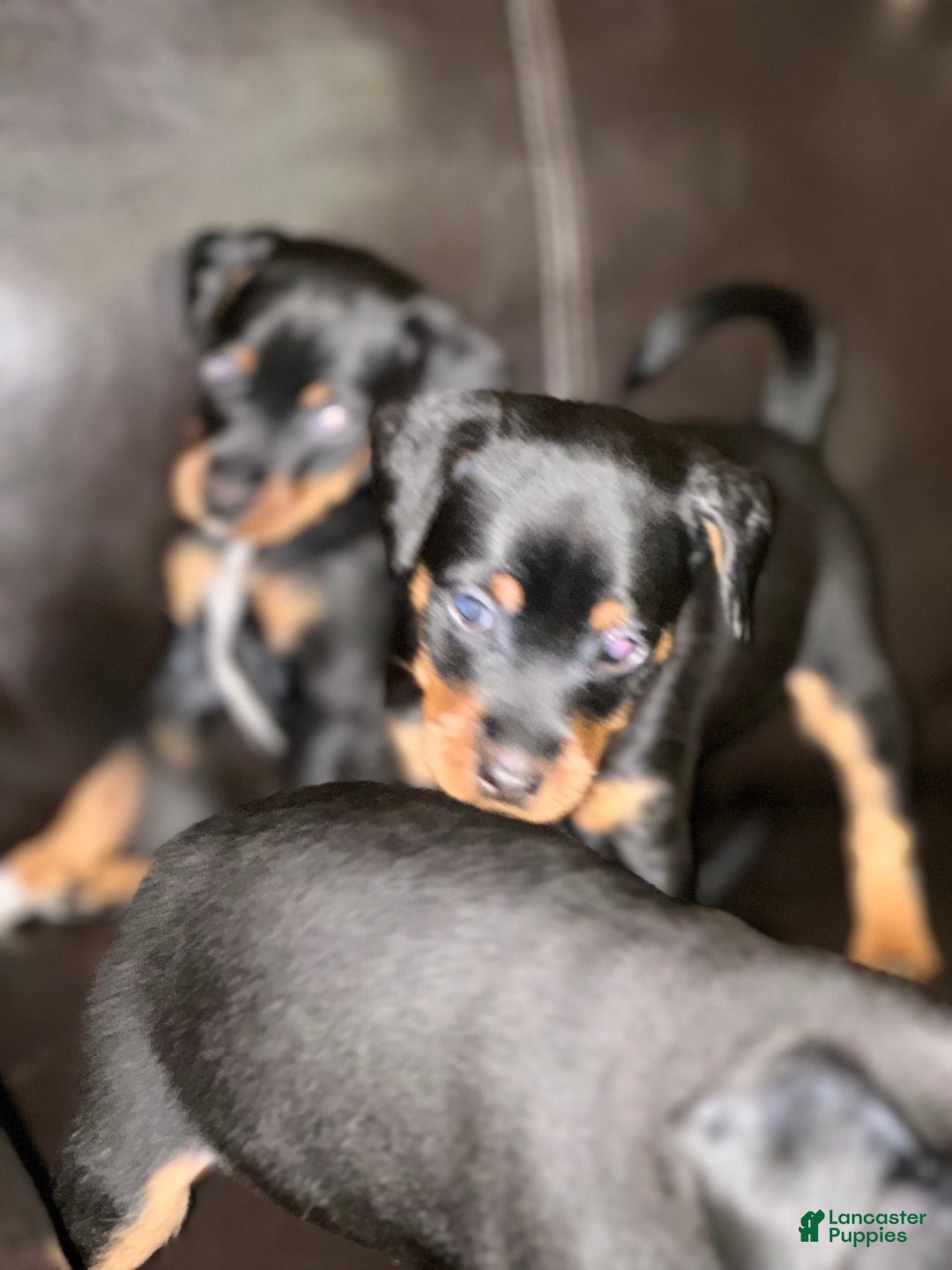 Miniature Pinscher dogs for sale: Coal - Image 9