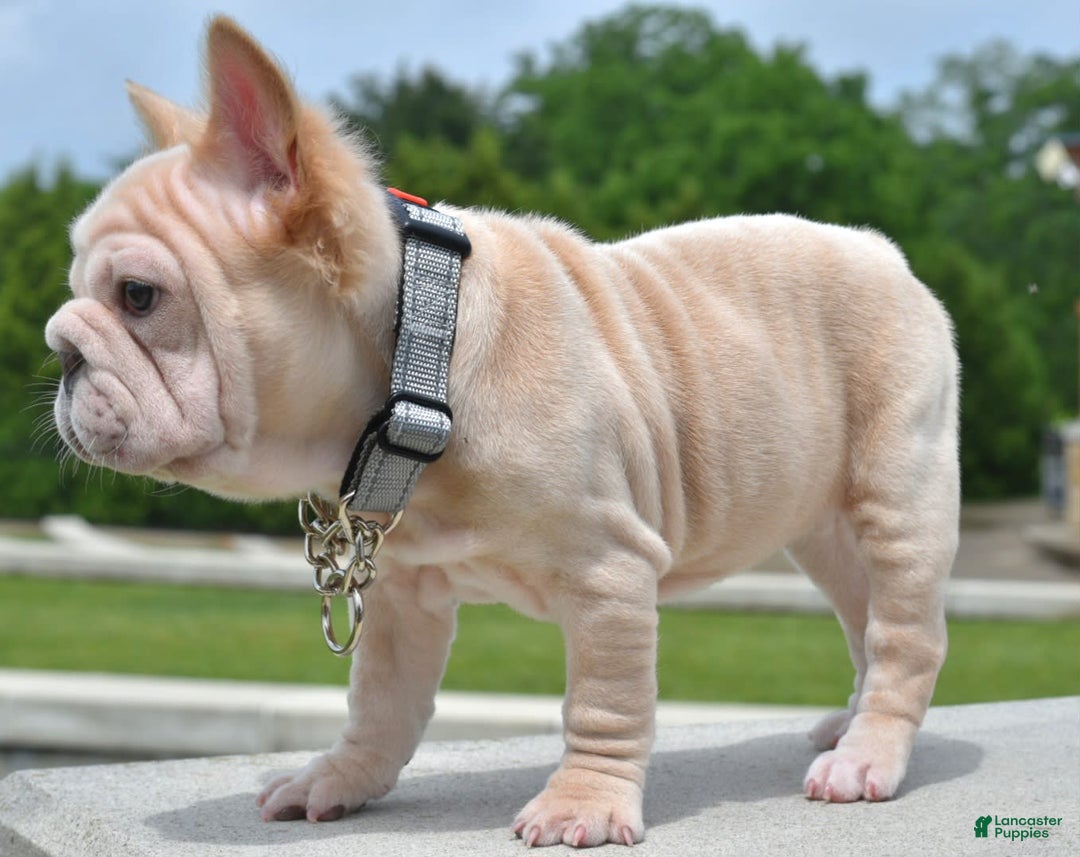 French Bulldog dogs for sale: Rayna Big Rope Velvet Fluffy - Image 41