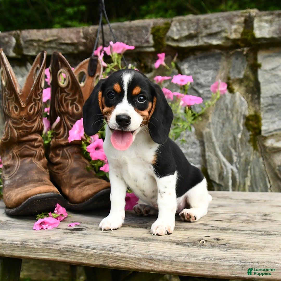 Beagle dogs for sale: Rose - Image 3