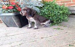 German Shorthaired Pointer dogs for sale: Oscar - Image 1