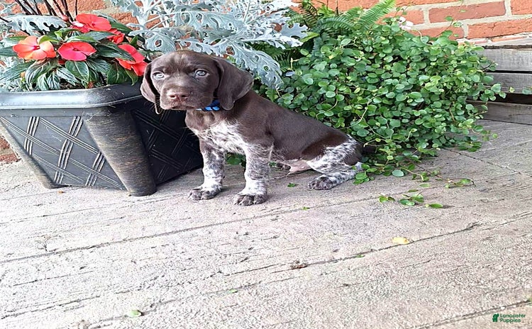 German Shorthaired Pointer dogs for sale - Ad 3