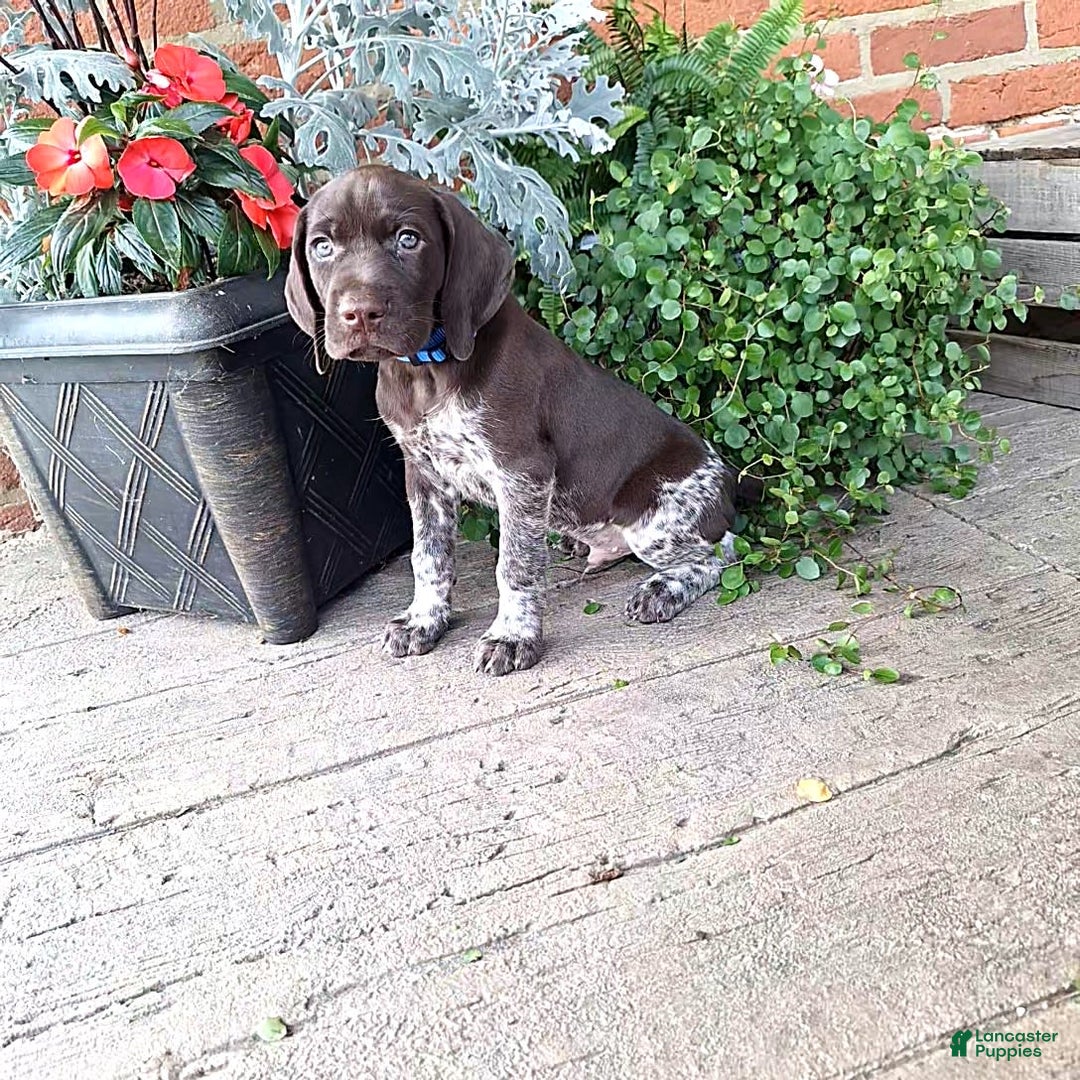German Shorthaired Pointer dogs for sale: Oscar - Image 1
