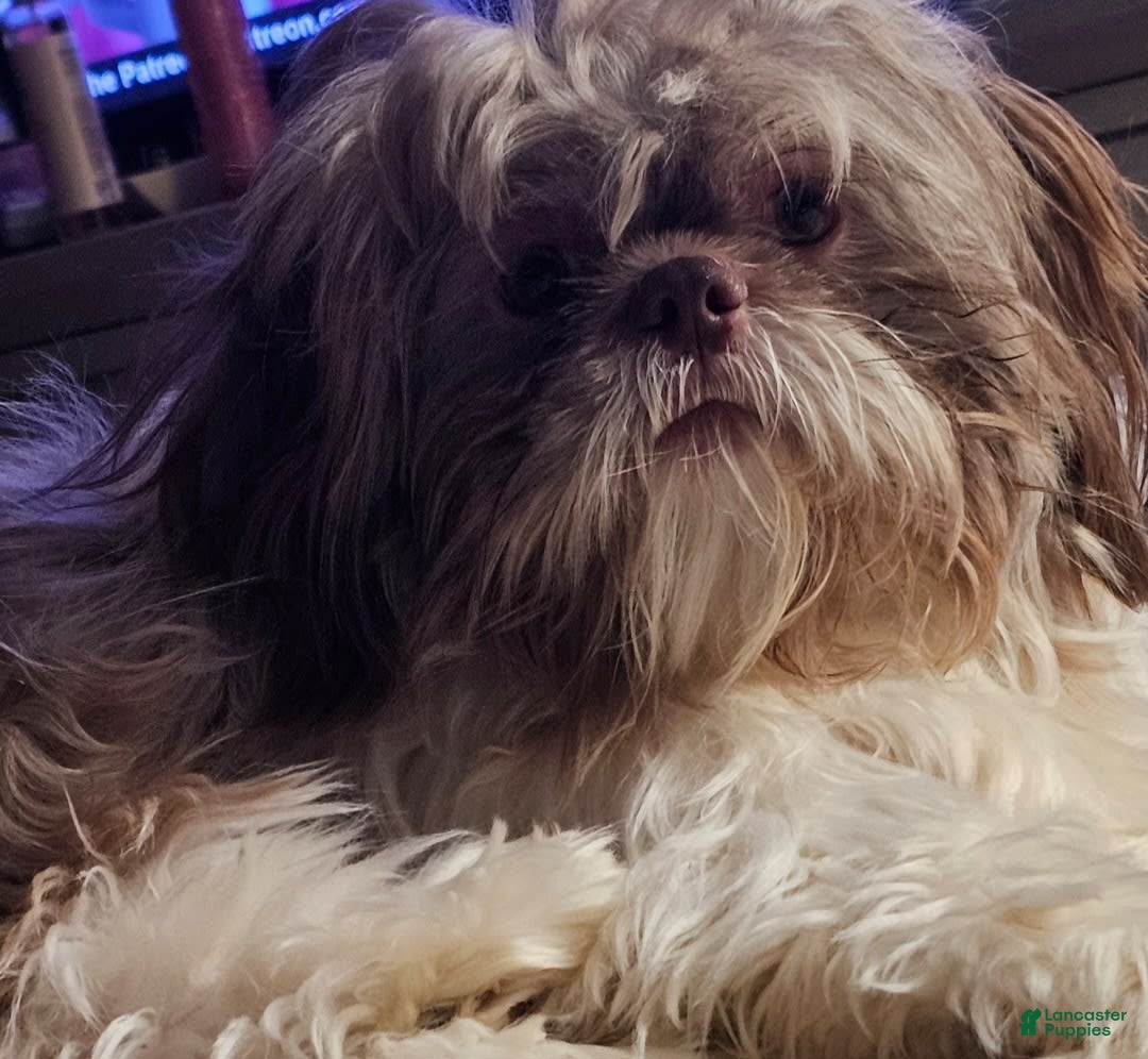 Shih Tzu dogs for sale: Nono - Image 4