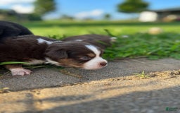Miniature Australian Shepherd dogs for sale: Jane - Image 12
