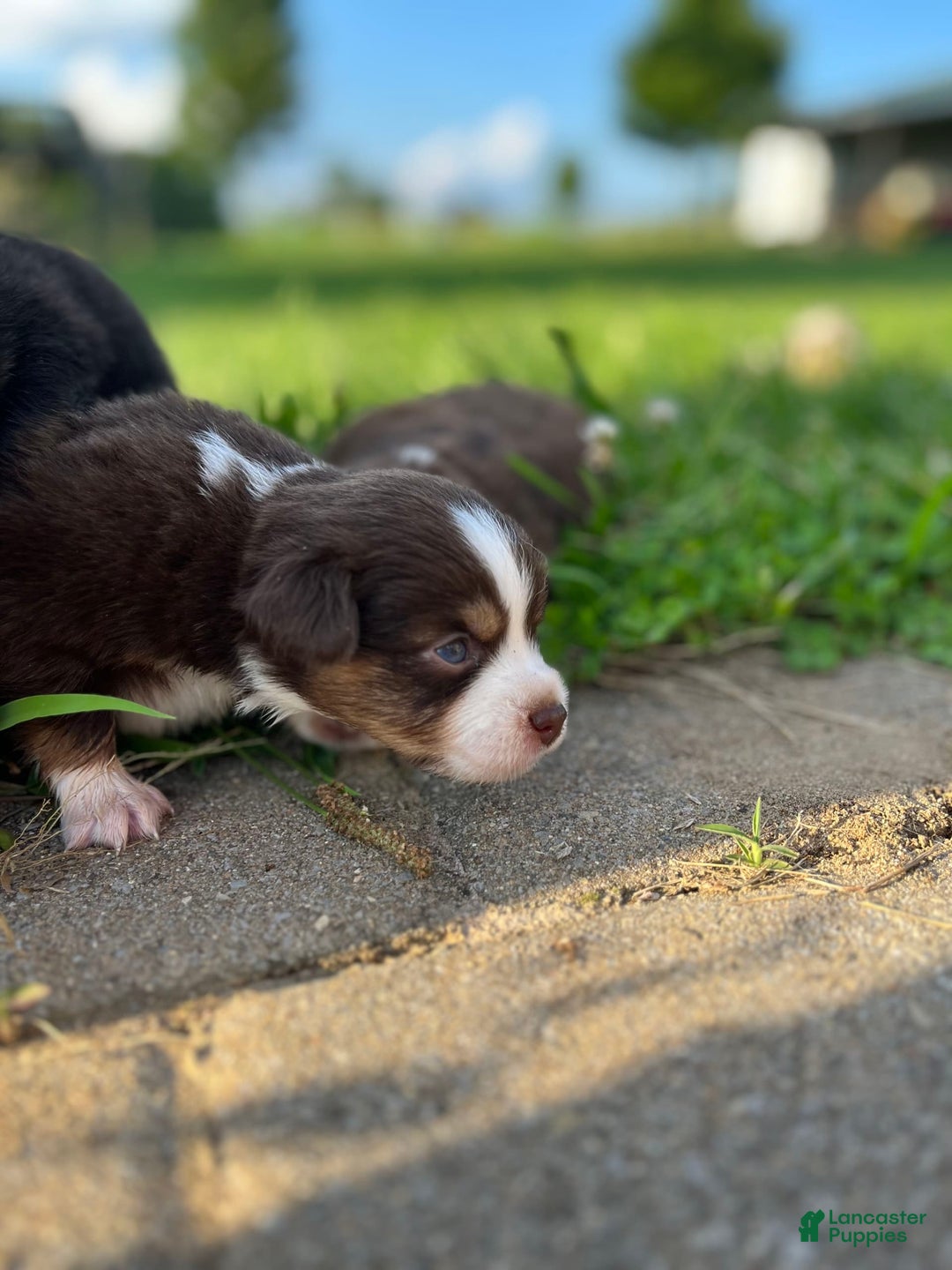 Miniature Australian Shepherd dogs for sale: Jane - Image 12