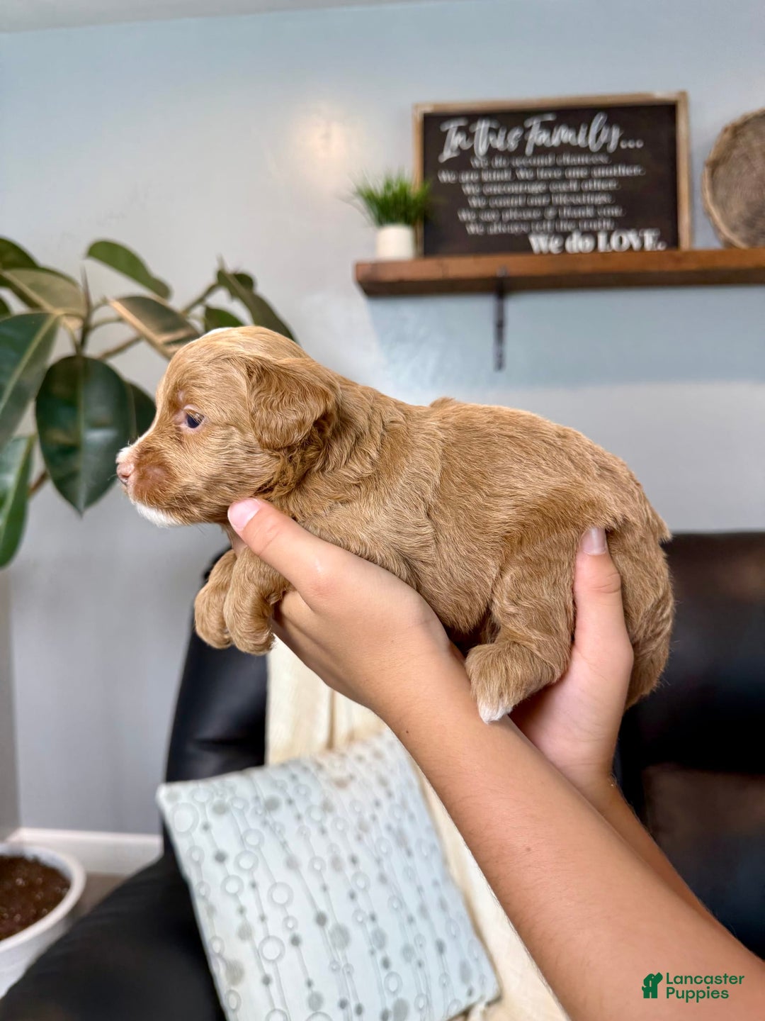 Mini Goldendoodle dogs for sale: Theo - Image 5