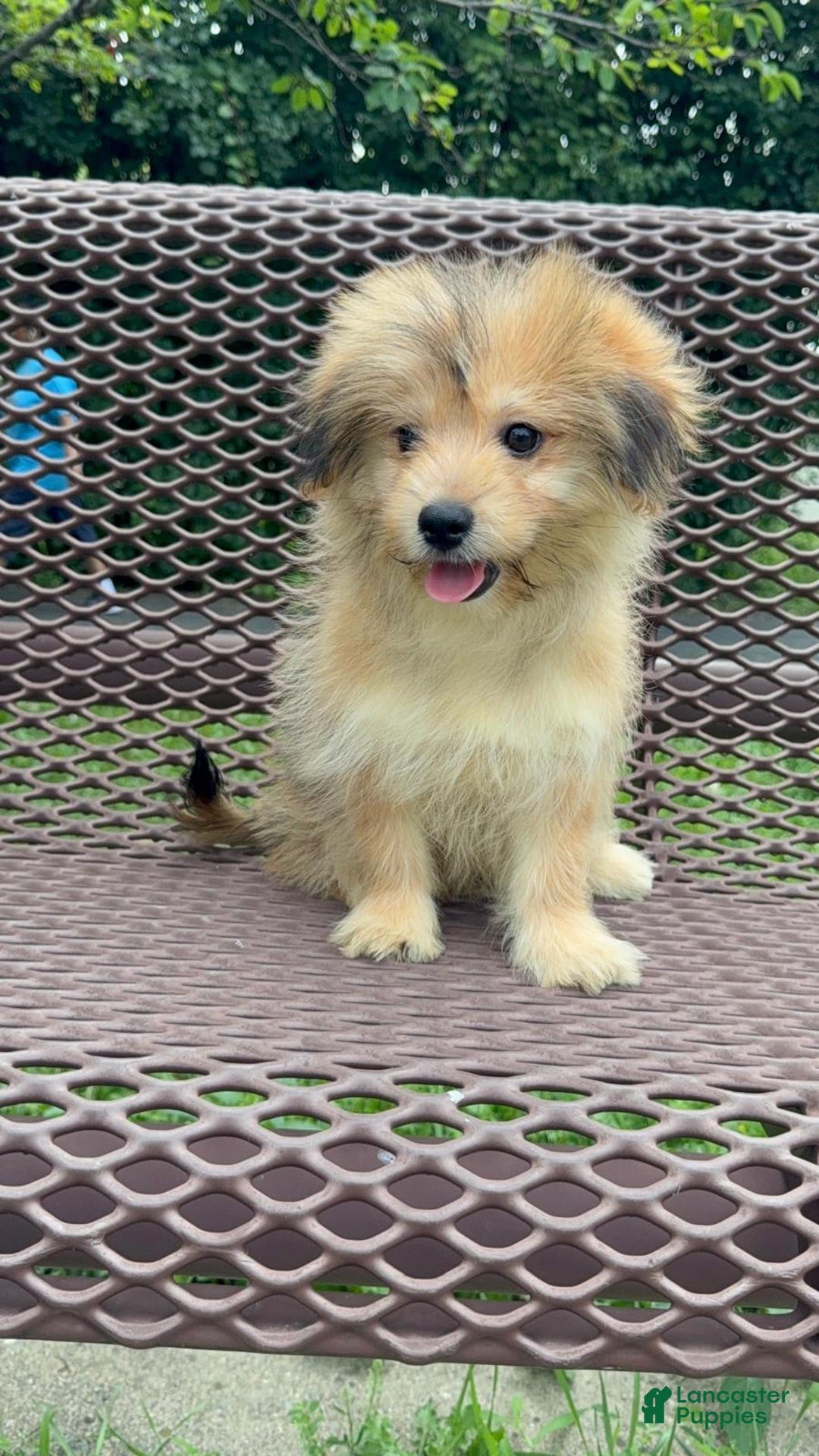 Yorkshire Terrier dogs for sale: Cooper - Image 5