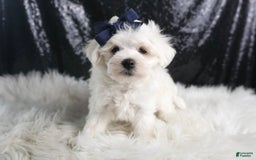 Maltese dogs for sale: Eaton - Image 5
