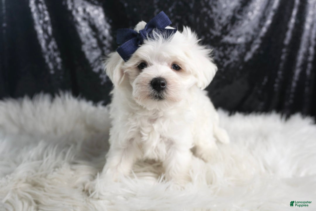 Maltese dogs for sale: Eaton - Image 5