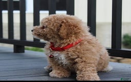 Bichpoo dogs for sale: Archie - Image 8