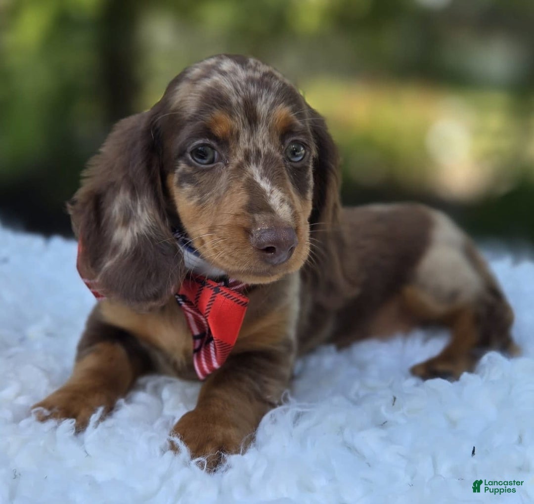 Miniature Dachshund dogs for sale: Kyle - Image 4